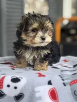 Morkie, a male Morkie for sale in Crystal Lake, IL – 2 of 10