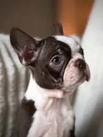 Brodie, a male Boston Terrier for sale in Crystal Lake, IL – 3 of 4