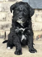 Puppy, a female Aussiedoodle for sale in Crystal Lake, IL – 7 of 9