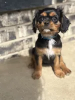 King Charles, a male Cavalier King Charles Spaniel for sale in Crystal Lake, IL – 8 of 10