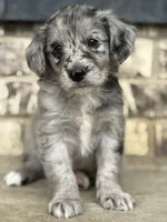 Puppy, a female Aussiedoodle for sale in Crystal Lake, IL – 3 of 9