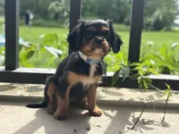 King Charles, a male Cavalier King Charles Spaniel for sale in Crystal Lake, IL – 2 of 10