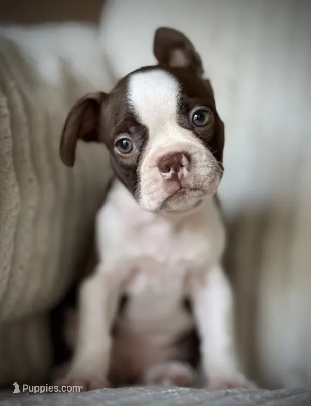 Brodie – Boston Terrier puppy for sale in Crystal Lake, IL