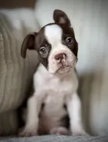 Brodie, a male Boston Terrier for sale in Crystal Lake, IL – 1 of 4
