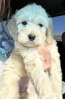 Bentley , a male Miniature Goldendoodle for sale in Crystal Lake, IL – Photo 5 of 5