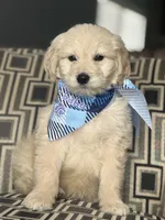 Bentley , a male Miniature Goldendoodle for sale in Crystal Lake, IL – Photo 4 of 5