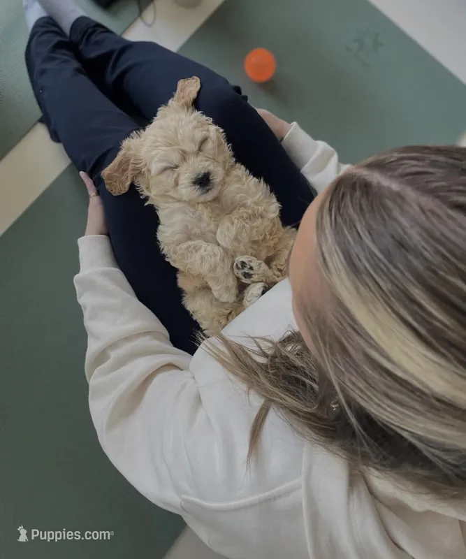 Bentley , a male Miniature Goldendoodle for sale in Crystal Lake, IL – Photo 1 of 5
