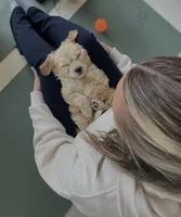 Bentley , a male Miniature Goldendoodle for sale in Crystal Lake, IL – Photo 1 of 5