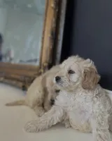 Bentley , a male Miniature Goldendoodle for sale in Crystal Lake, IL – Photo 2 of 5