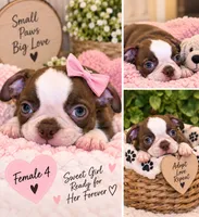 Lola, a female Boston Terrier for sale in Crystal Lake, IL – 1 of 3
