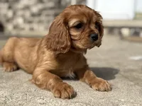 King Charles, a male Cavalier King Charles Spaniel for sale in Crystal Lake, IL – 6 of 10