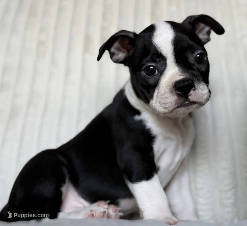 Sadie – Boston Terrier puppy for sale in Crystal Lake, IL