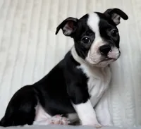 Sadie, a female Boston Terrier for sale in Crystal Lake, IL – 1 of 4