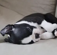 Sadie, a female Boston Terrier for sale in Crystal Lake, IL – 2 of 4