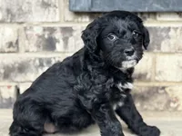 Puppy, a female Aussiedoodle for sale in Crystal Lake, IL – 5 of 9