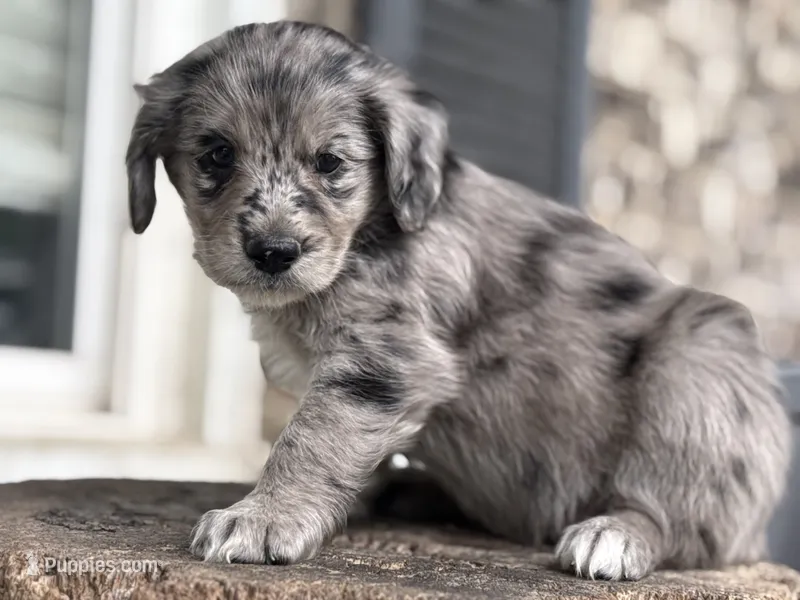 Puppy – Aussiedoodle puppy for sale in Crystal Lake, IL