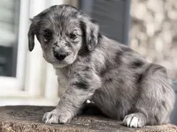 Puppy, a female Aussiedoodle for sale in Crystal Lake, IL – 1 of 9
