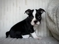Sadie, a female Boston Terrier for sale in Crystal Lake, IL – 3 of 4