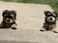 Morkie, a male Morkie for sale in Crystal Lake, IL – 6 of 10
