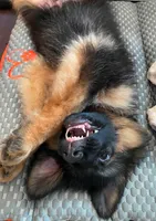 Sadie , a female German Shepherd Dog for sale in Crystal Lake, IL – 2 of 2