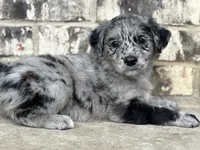 Puppy, a female Aussiedoodle for sale in Crystal Lake, IL – 8 of 9
