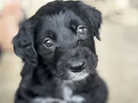 Puppy, a female Aussiedoodle for sale in Crystal Lake, IL – 6 of 9