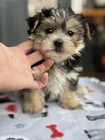 Morkie, a male Morkie for sale in Crystal Lake, IL – 1 of 10