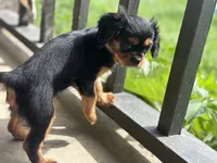 King Charles, a male Cavalier King Charles Spaniel for sale in Crystal Lake, IL – 3 of 10