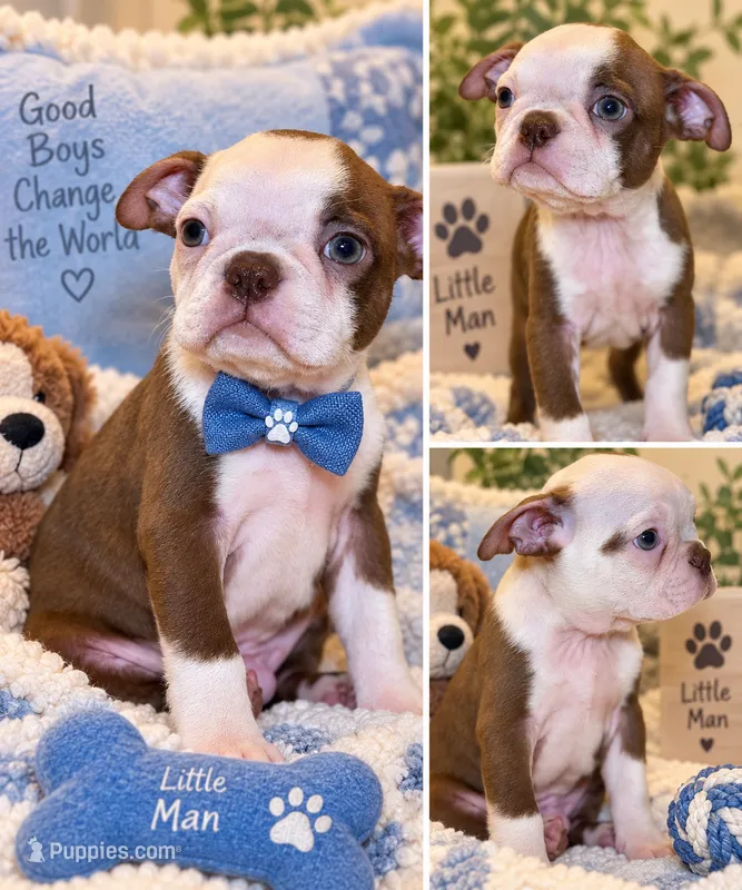 Rocco – Boston Terrier puppy for sale in Crystal Lake, IL