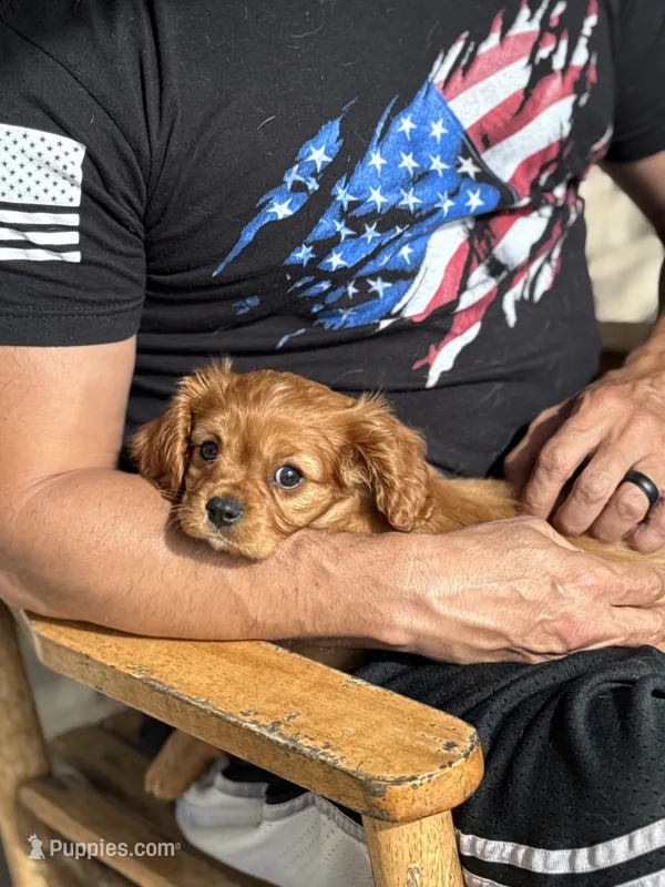 King Charles – Cavalier King Charles Spaniel puppy for sale in Crystal Lake, IL