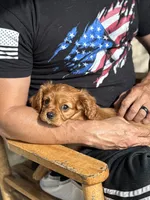 King Charles, a male Cavalier King Charles Spaniel for sale in Crystal Lake, IL – 1 of 10