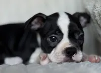 Sadie, a female Boston Terrier for sale in Crystal Lake, IL – 4 of 4