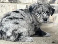 Puppy, a female Aussiedoodle for sale in Crystal Lake, IL – 9 of 9