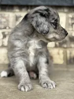 Puppy, a female Aussiedoodle for sale in Crystal Lake, IL – 4 of 9