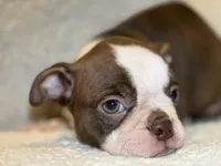 Lola, a female Boston Terrier for sale in Crystal Lake, IL – 2 of 3