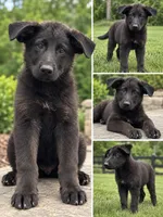 Lady, a female German Shepherd Dog for sale in Crystal Lake, IL – 1 of 1