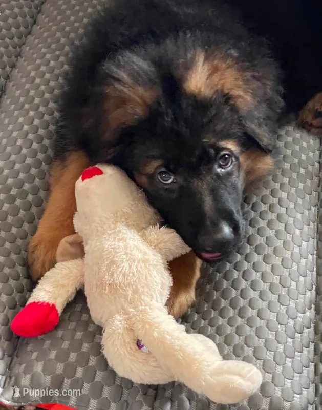 Sadie  – German Shepherd Dog puppy for sale in Crystal Lake, IL