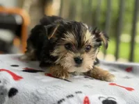 Morkie, a male Morkie for sale in Crystal Lake, IL – 10 of 10