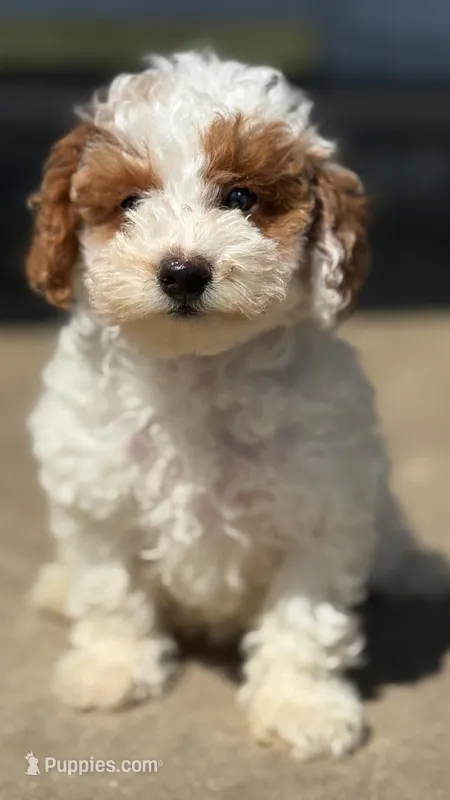 Miniature poodle – Poodle - Miniature  puppy for sale in Crystal Lake, IL