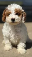 Miniature poodle, a female Poodle - Miniature  for sale in Crystal Lake, IL – 1 of 1