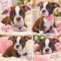 Daisy, a female Boston Terrier for sale in Crystal Lake, IL – 1 of 1