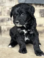 Puppy, a female Aussiedoodle for sale in Crystal Lake, IL – 2 of 9