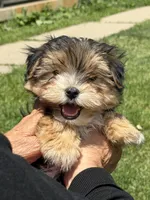 Morkie, a male Morkie for sale in Crystal Lake, IL – 4 of 10