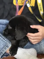 Labs , a male Labrador Retriever for sale in Crystal Lake, IL – Photo 3 of 7