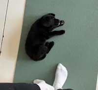 Labs , a male Labrador Retriever for sale in Crystal Lake, IL – Photo 7 of 7