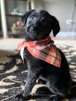 Labs , a male Labrador Retriever for sale in Crystal Lake, IL – Photo 4 of 7