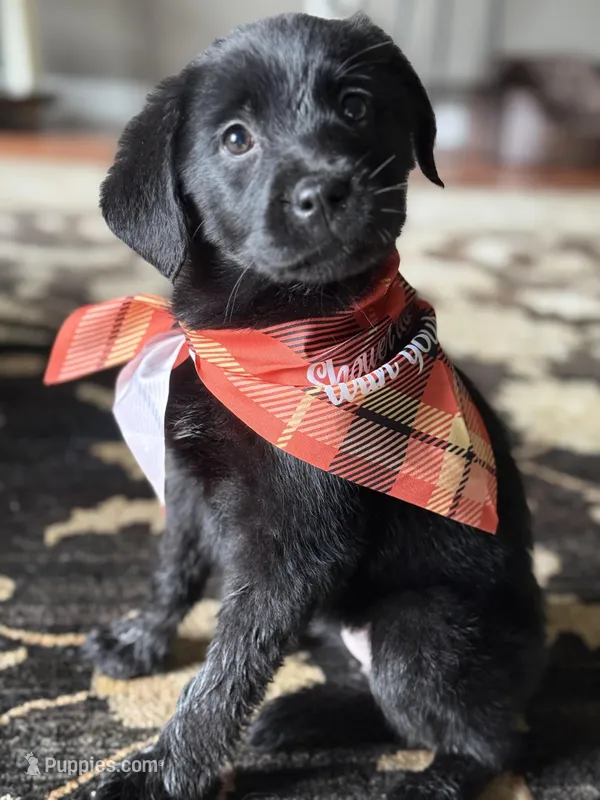 Labs  – Labrador Retriever puppy for sale in Crystal Lake, IL