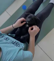 Labs , a male Labrador Retriever for sale in Crystal Lake, IL – Photo 6 of 7