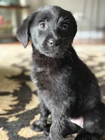 Labs , a male Labrador Retriever for sale in Crystal Lake, IL – Photo 2 of 7