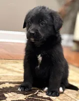 Labs , a male Labrador Retriever for sale in Crystal Lake, IL – Photo 5 of 7